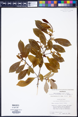 Ilex coriacea image