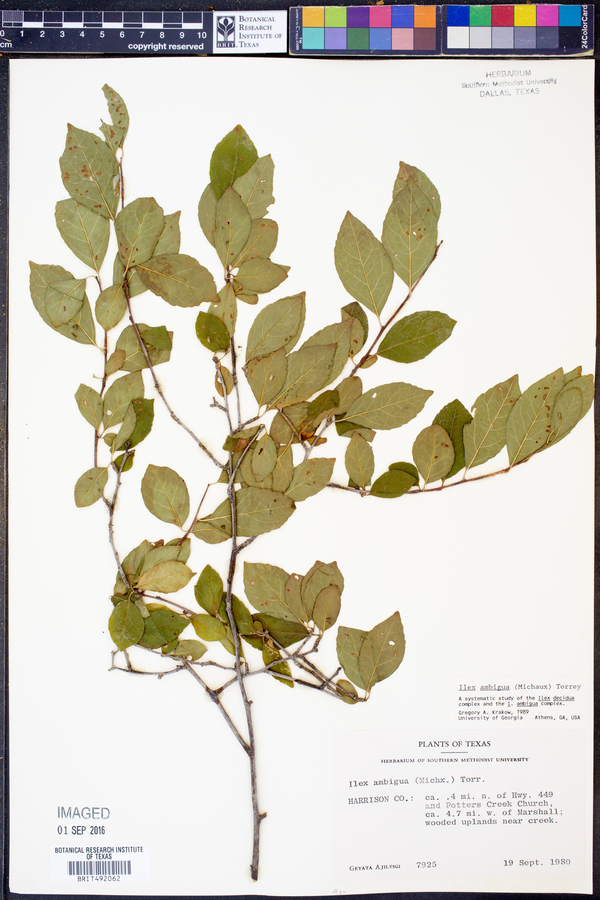 Ilex ambigua image