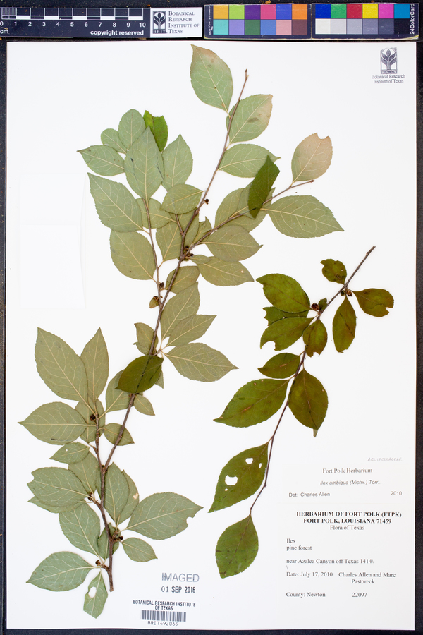 Ilex ambigua image