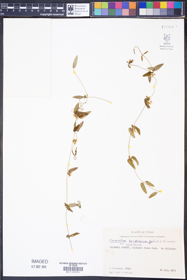 Cynanchum barbigerum image