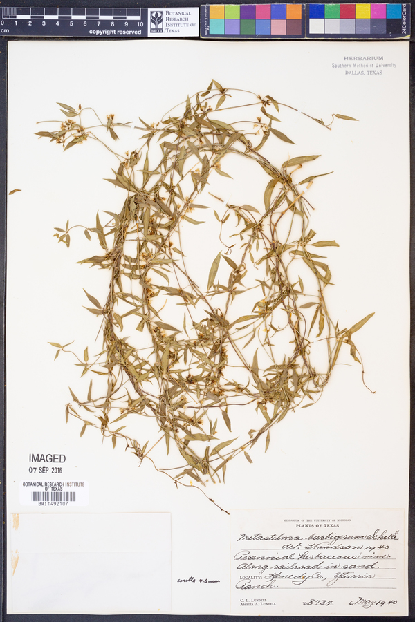 Metastelma barbigerum image