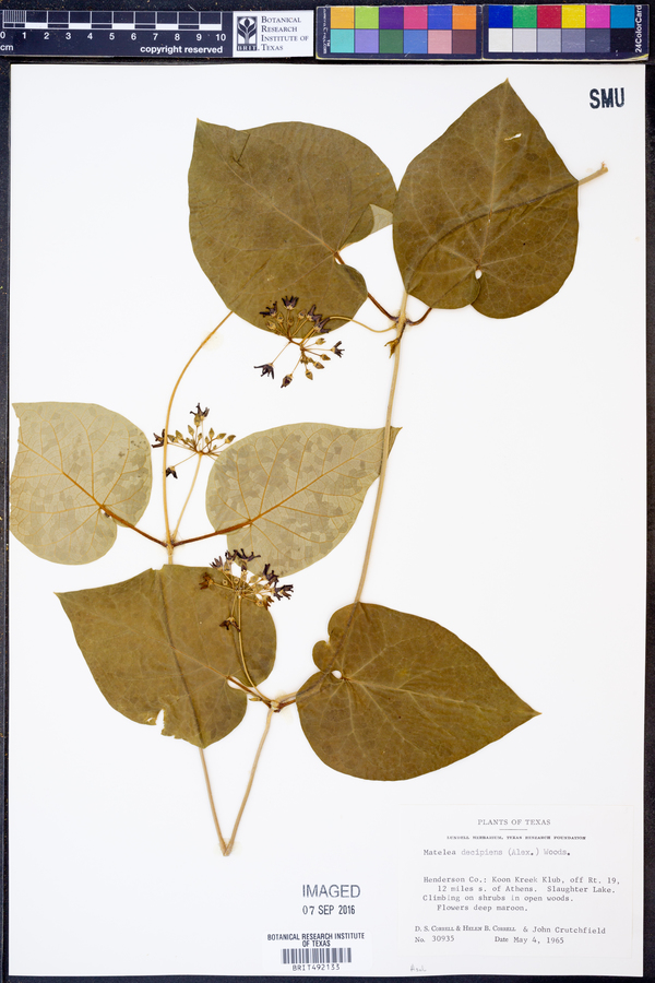 Matelea decipiens image