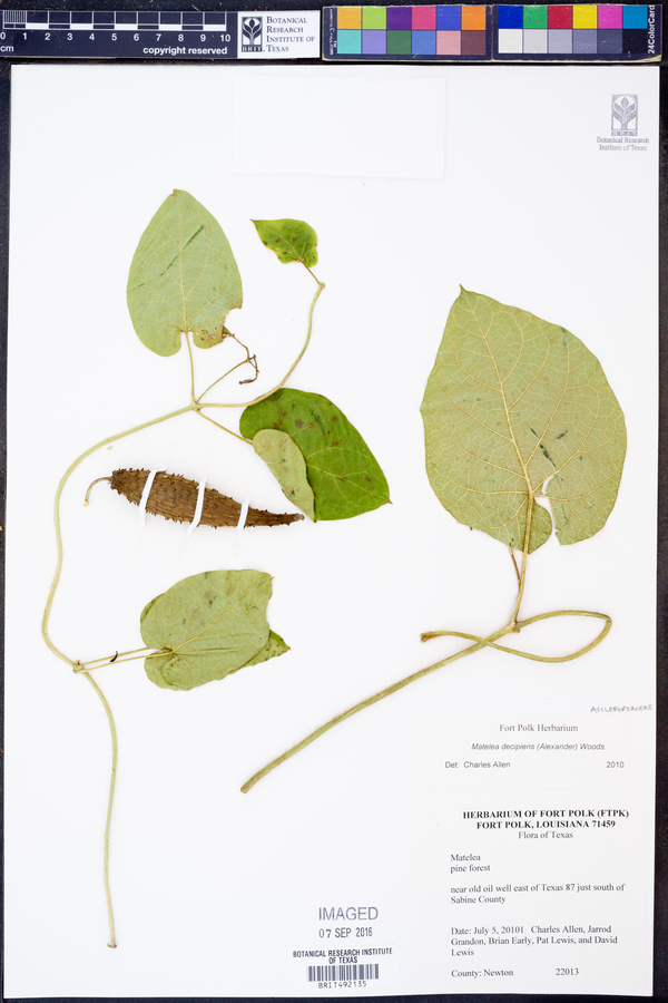 Matelea decipiens image