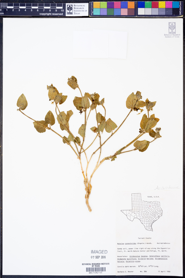 Matelea cynanchoides image
