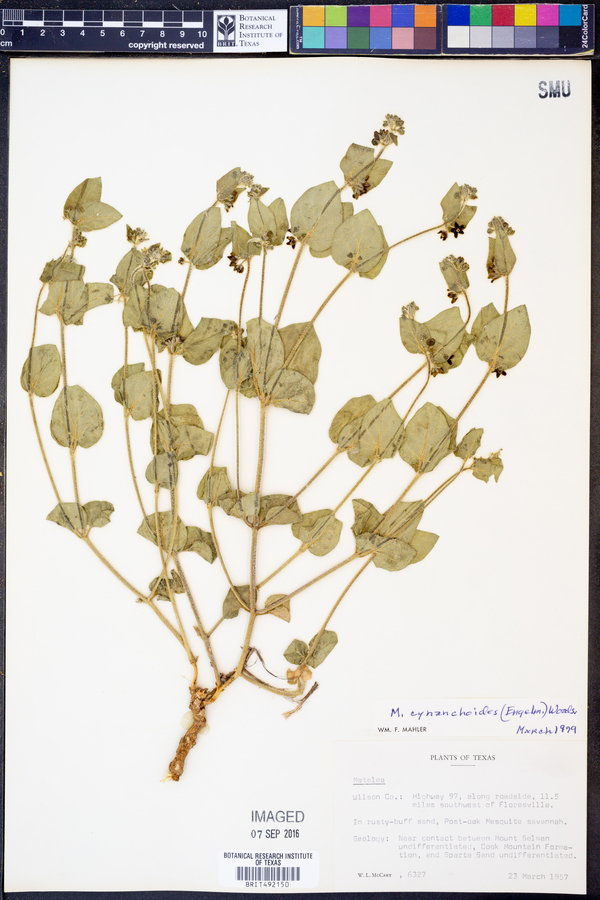 Matelea cynanchoides image