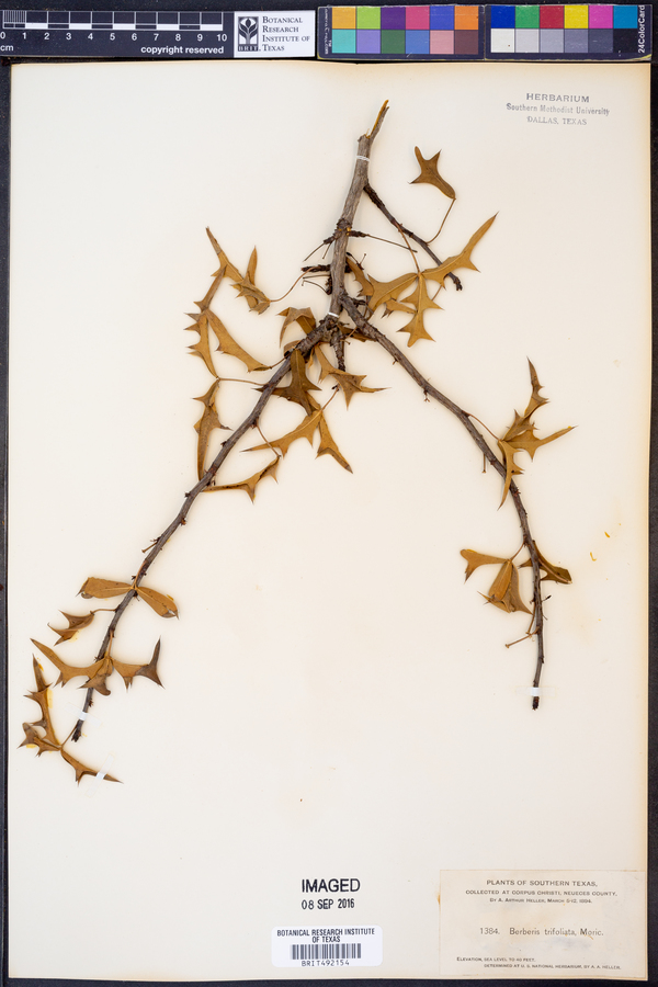 Berberis trifoliata image