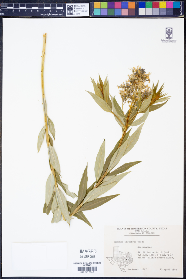 Amsonia illustris image