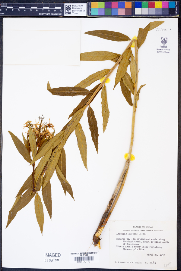 Amsonia illustris image