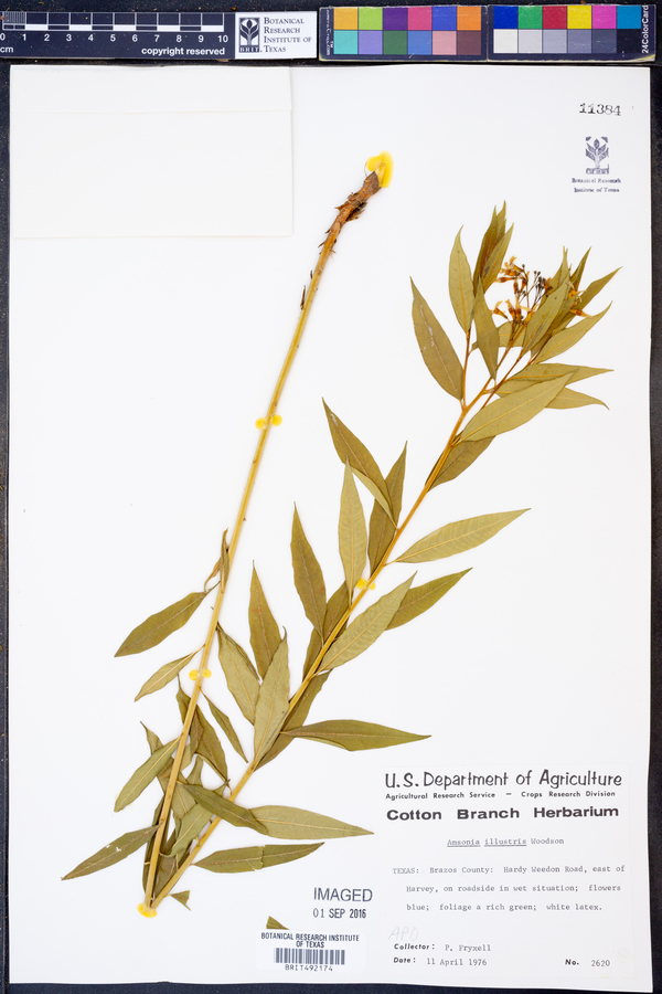 Amsonia illustris image