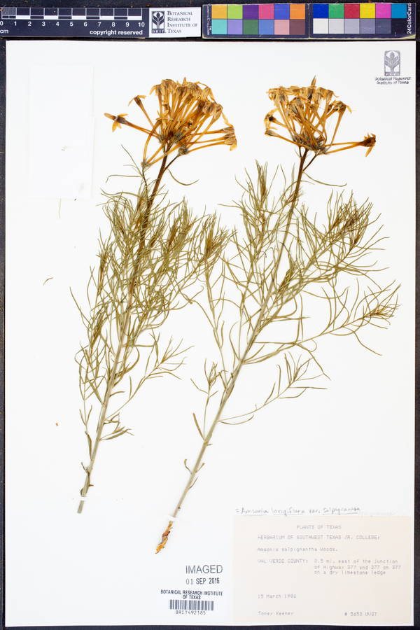 Amsonia longiflora var. salpignantha image