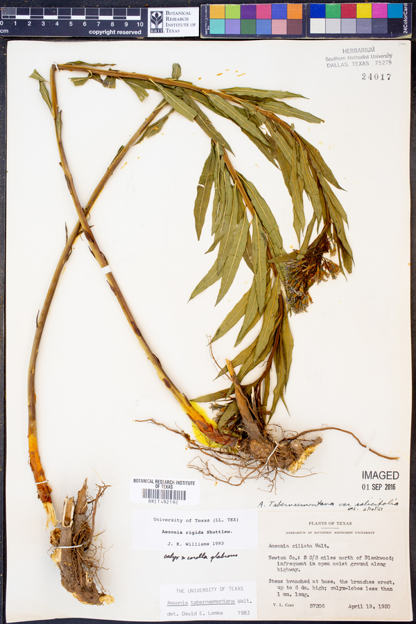 Amsonia rigida image