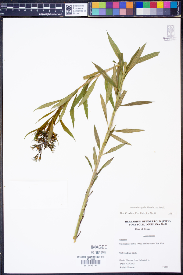 Amsonia rigida image
