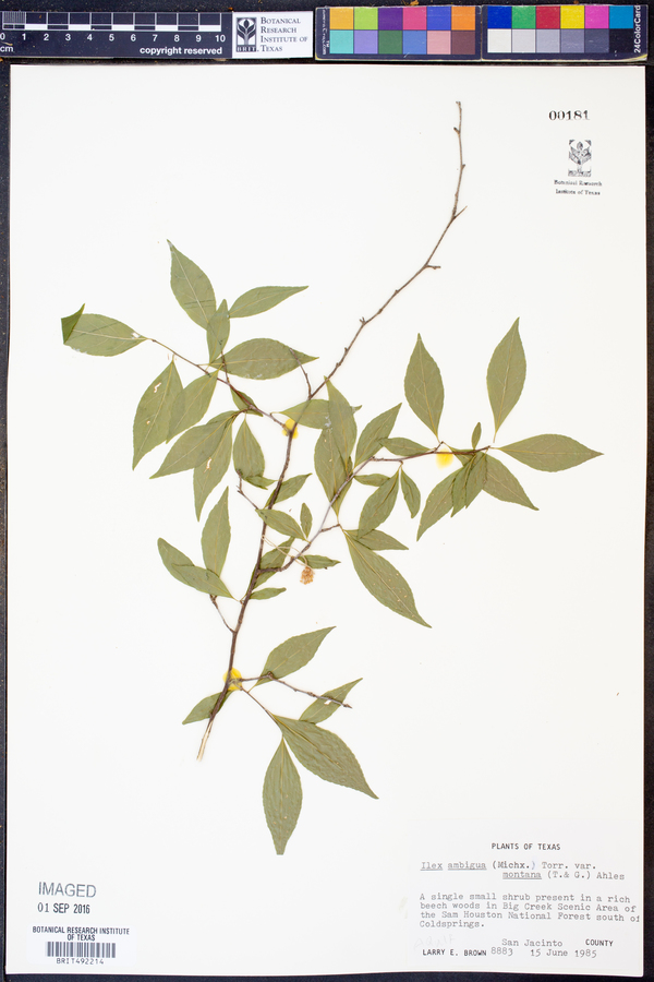 Ilex ambigua var. montana image