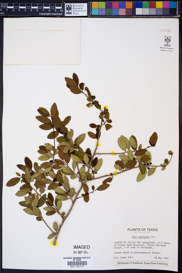 Ilex vomitoria image