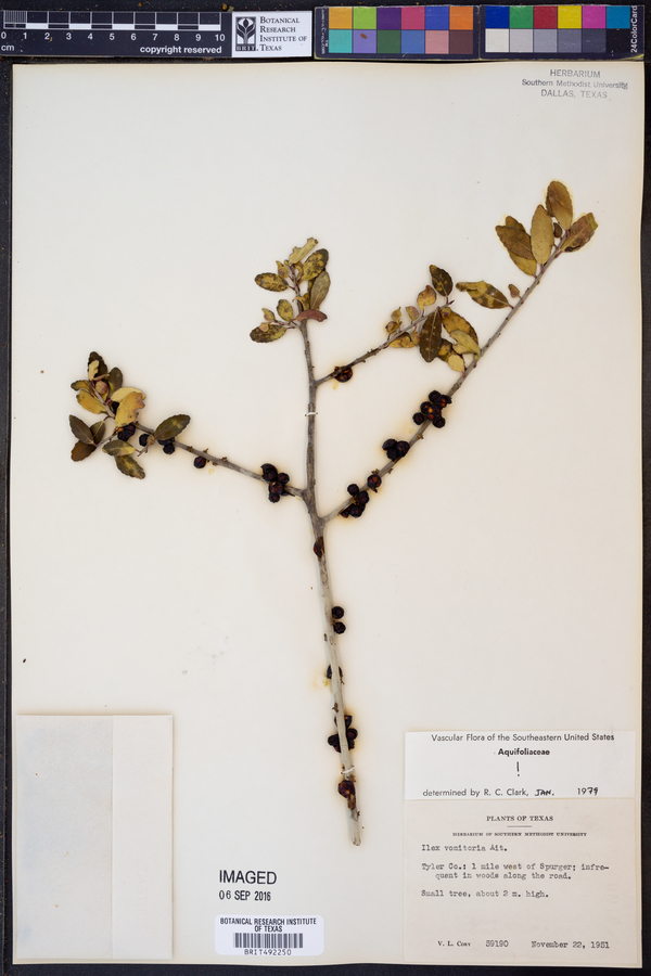 Ilex vomitoria image