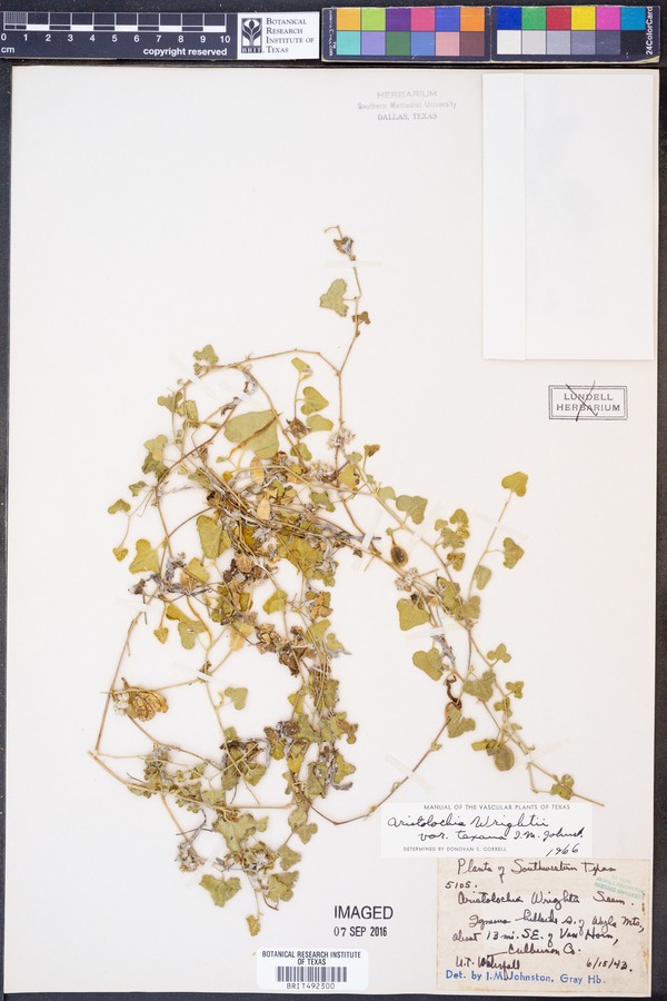 Aristolochia wrightii var. texana image
