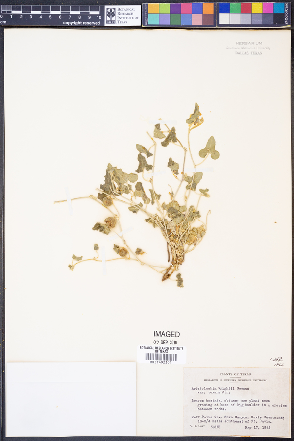 Aristolochia wrightii var. texana image