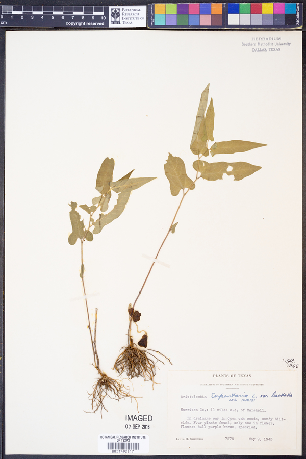 Aristolochia serpentaria var. hastata image