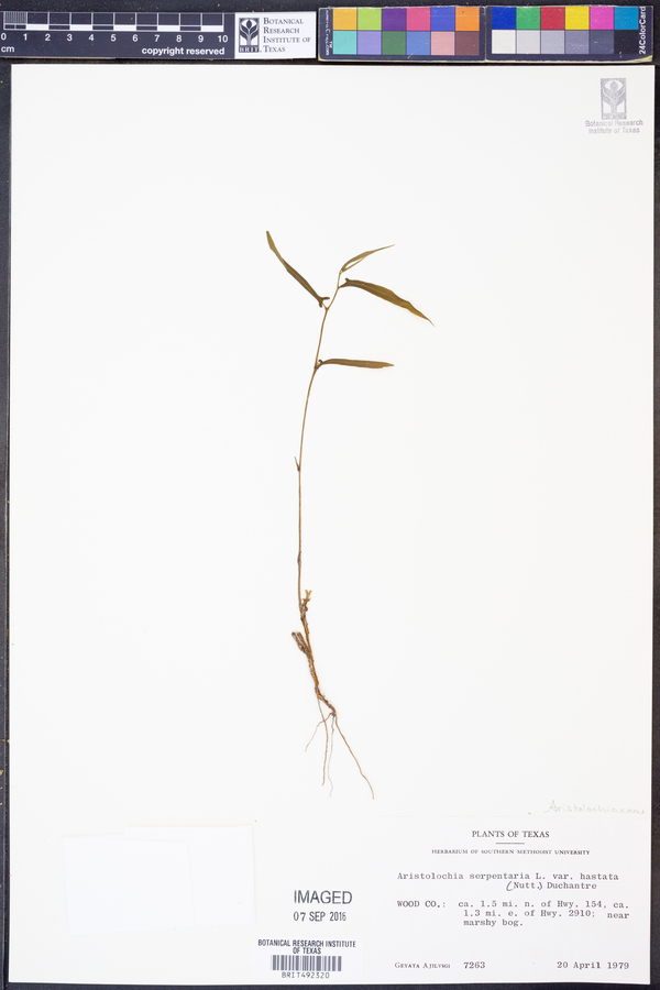 Aristolochia serpentaria var. hastata image