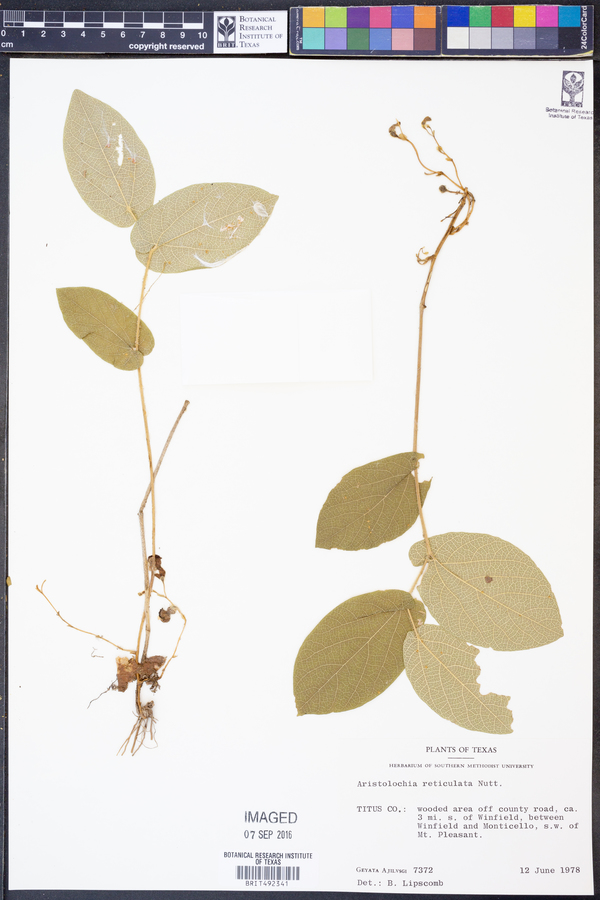 Aristolochia reticulata image