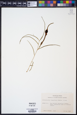Image of Aristolochia longifolia