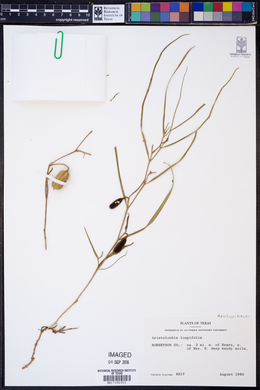 Aristolochia longifolia image