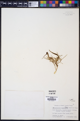 Aristolochia longifolia image