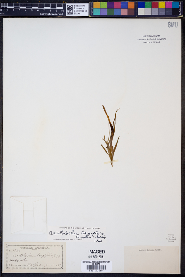 Aristolochia longiflora image
