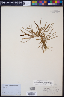 Aristolochia longiflora image