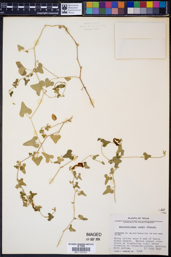 Aristolochia coryi image