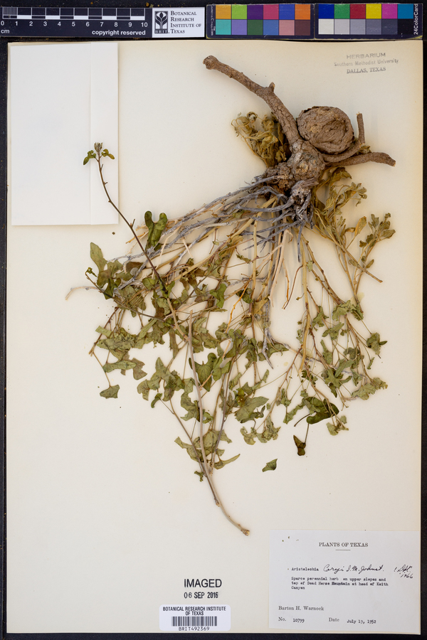 Aristolochia coryi image