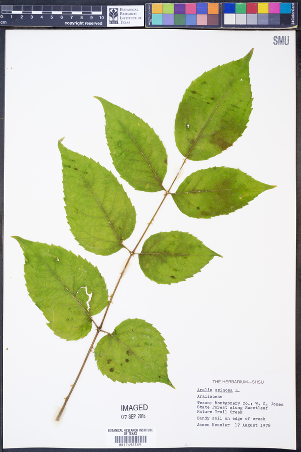 Aralia spinosa image