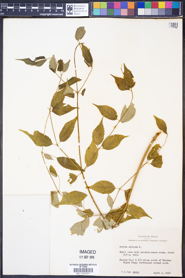 Aralia spinosa image