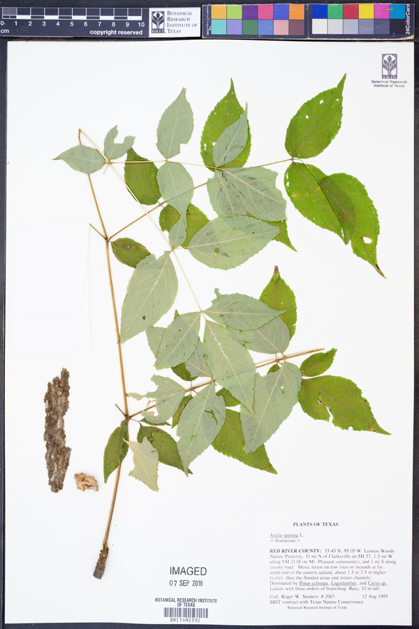 Aralia spinosa image