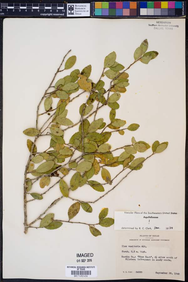 Ilex vomitoria image