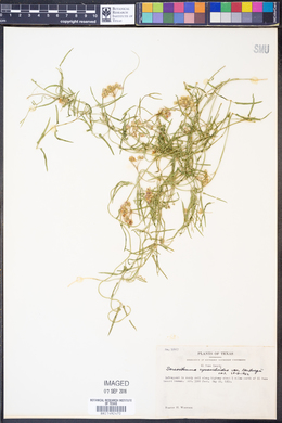 Sarcostemma cynanchoides ssp. hartwegii image