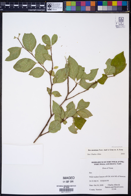 Ilex montana image