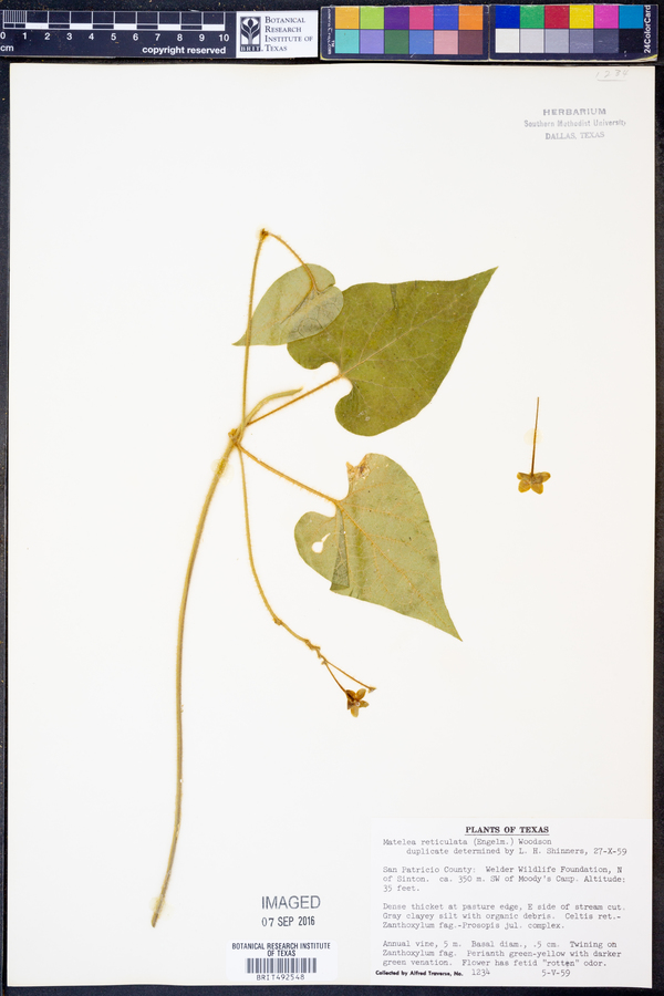 Matelea reticulata image