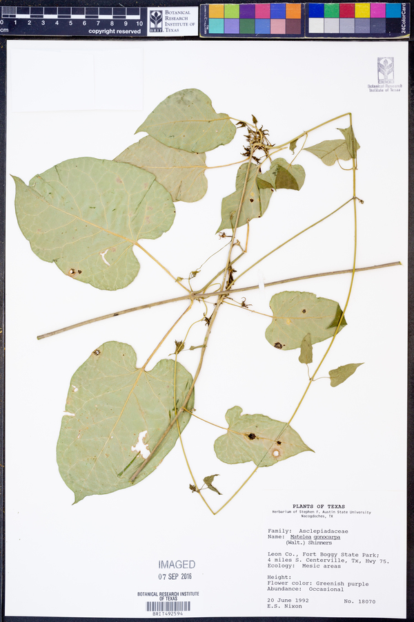 Matelea gonocarpa image