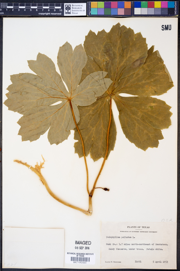 Podophyllum peltatum image
