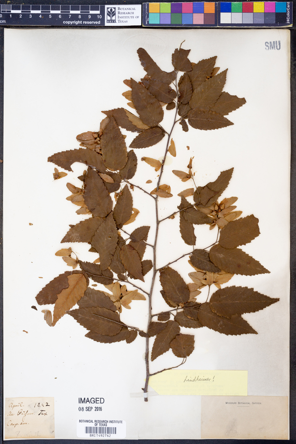 Carpinus americana image