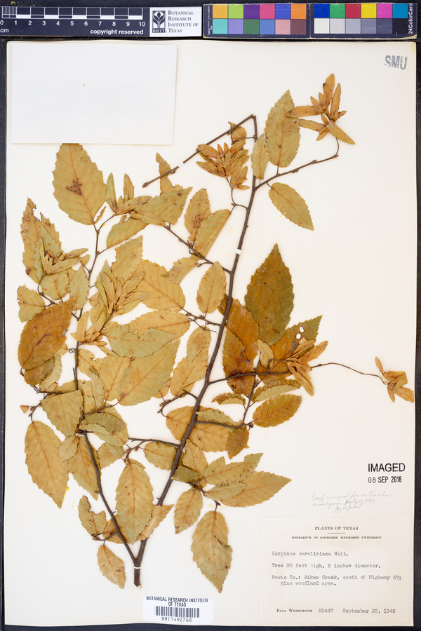 Carpinus image