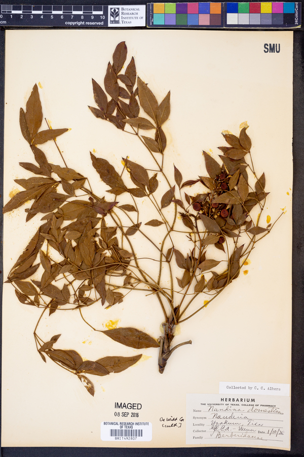 Nandina domestica image