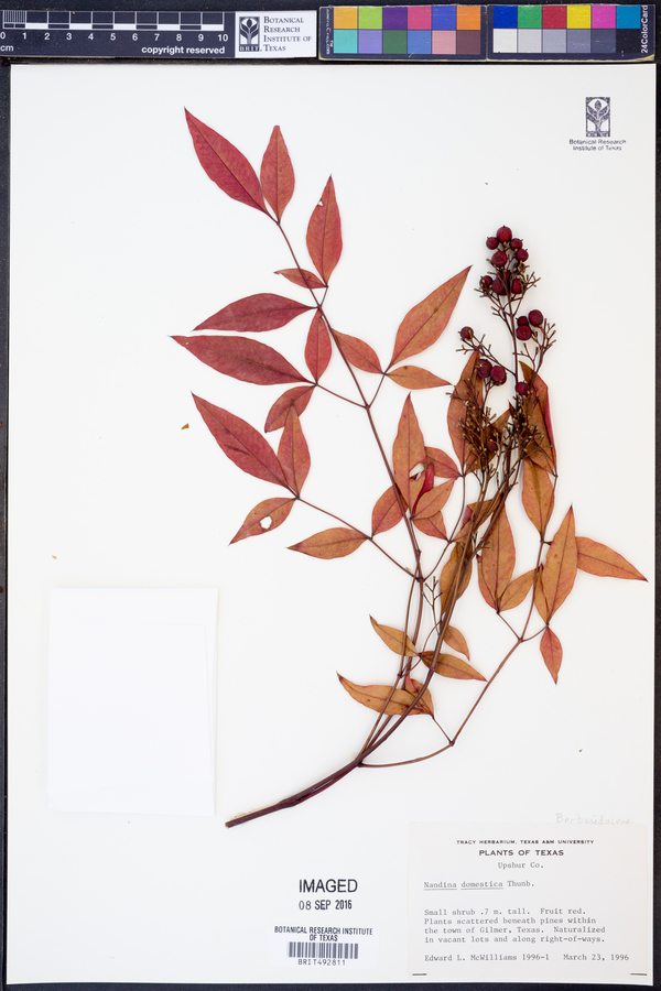 Nandina domestica image