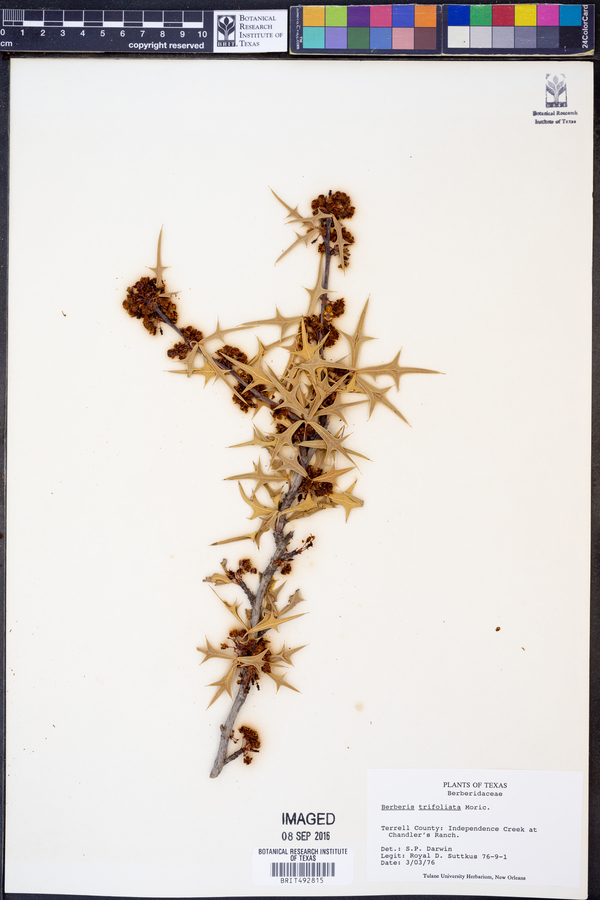 Berberis trifoliata image