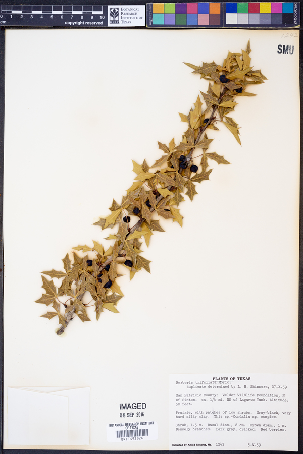 Berberis trifoliata image