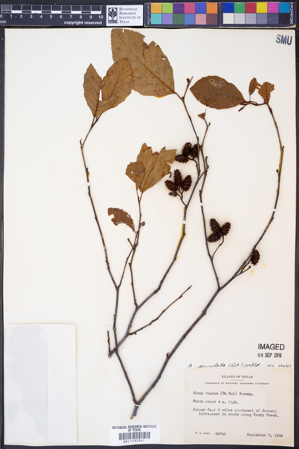 Alnus serrulata image