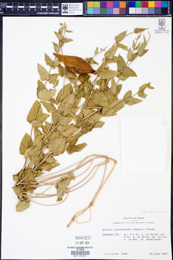 Matelea cynanchoides image