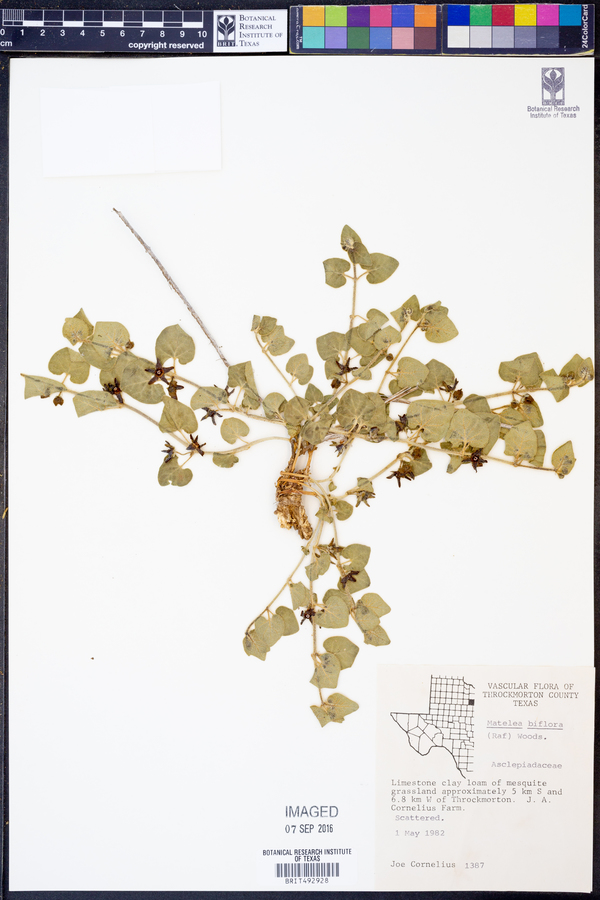 Matelea biflora image