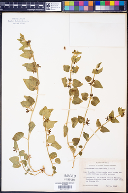 Chthamalia biflora image